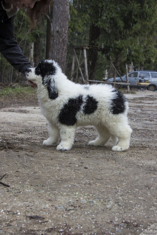 Фото: ньюфаундленд Генри Король фром Рашн Беар (Genri Korol From Russia Bear)