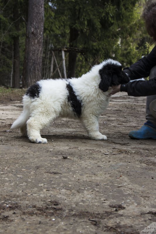 Фото: ньюфаундленд Генри Король фром Рашн Беар (Genri Korol From Russia Bear)
