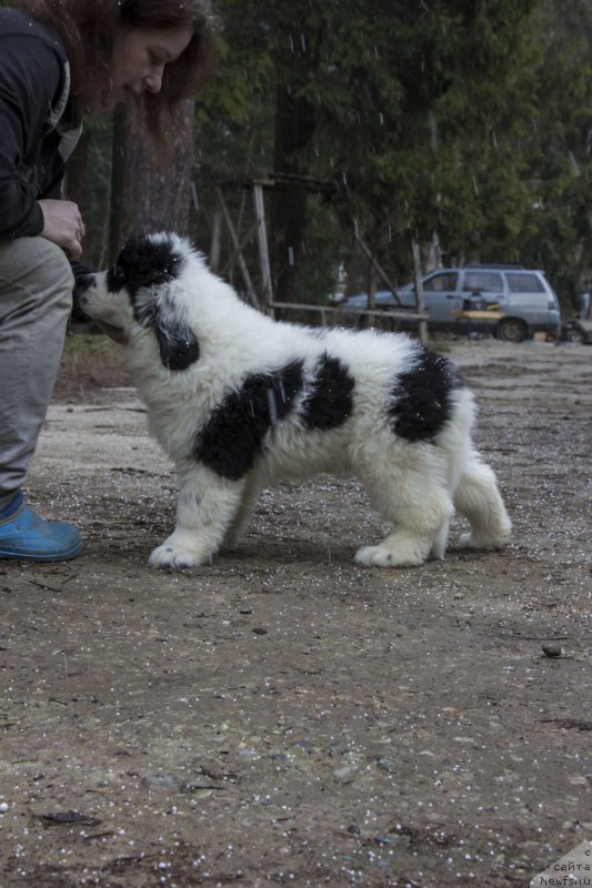 Фото: ньюфаундленд Генри Король фром Рашн Беар (Genri Korol From Russia Bear)