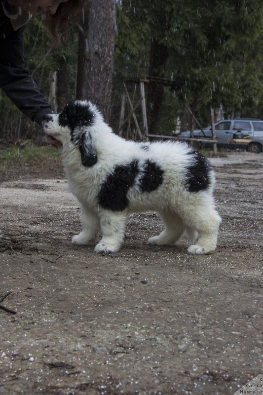 Фото: ньюфаундленд Генри Король фром Рашн Беар (Genri Korol From Russia Bear)