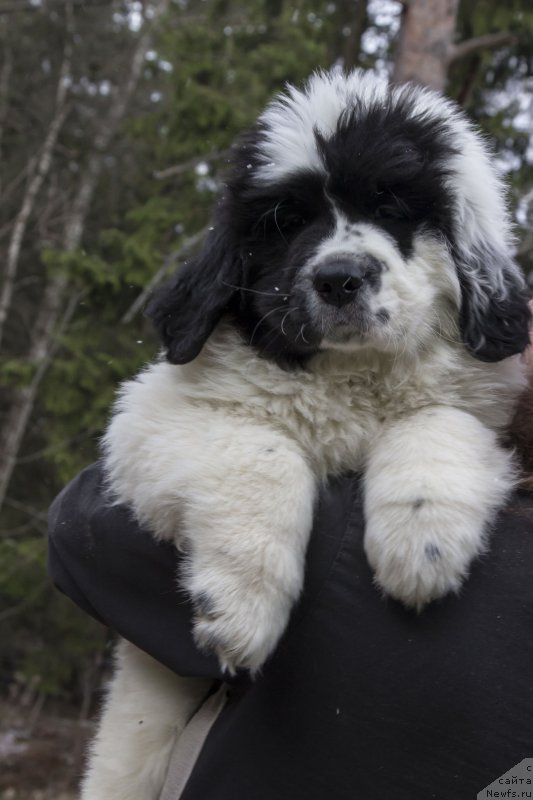 Фото: ньюфаундленд Генри Король фром Рашн Беар (Genri Korol From Russia Bear)