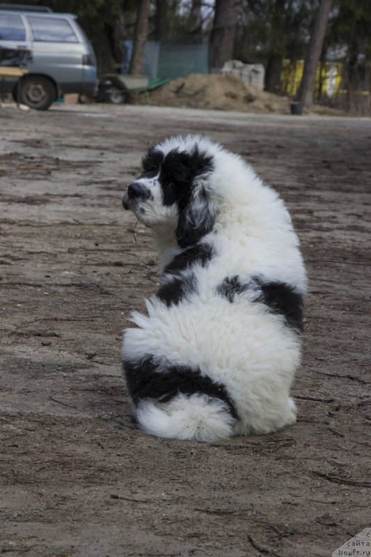 Фото: ньюфаундленд Генри Король фром Рашн Беар (Genri Korol From Russia Bear)