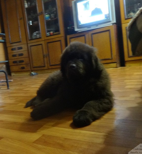 Фото: ньюфаундленд Ньюфорт Весна Любви