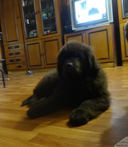 Фото: ньюфаундленд Ньюфорт Весна Любви