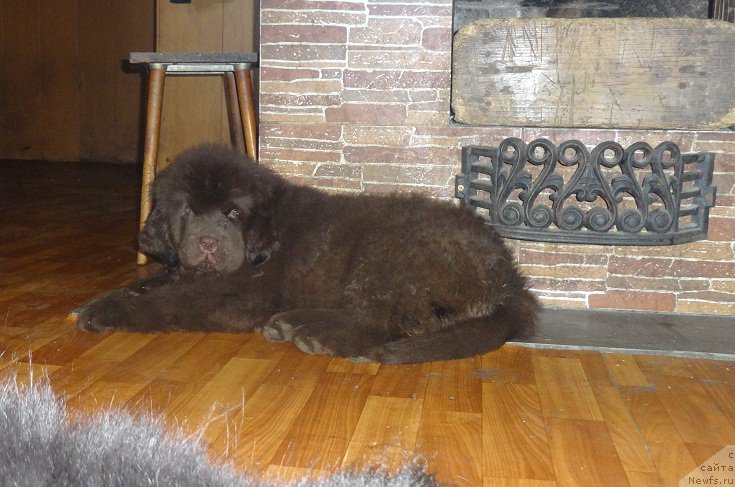 Фото: ньюфаундленд Ньюфорт Весна Любви