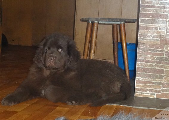 Фото: ньюфаундленд Ньюфорт Ворожея