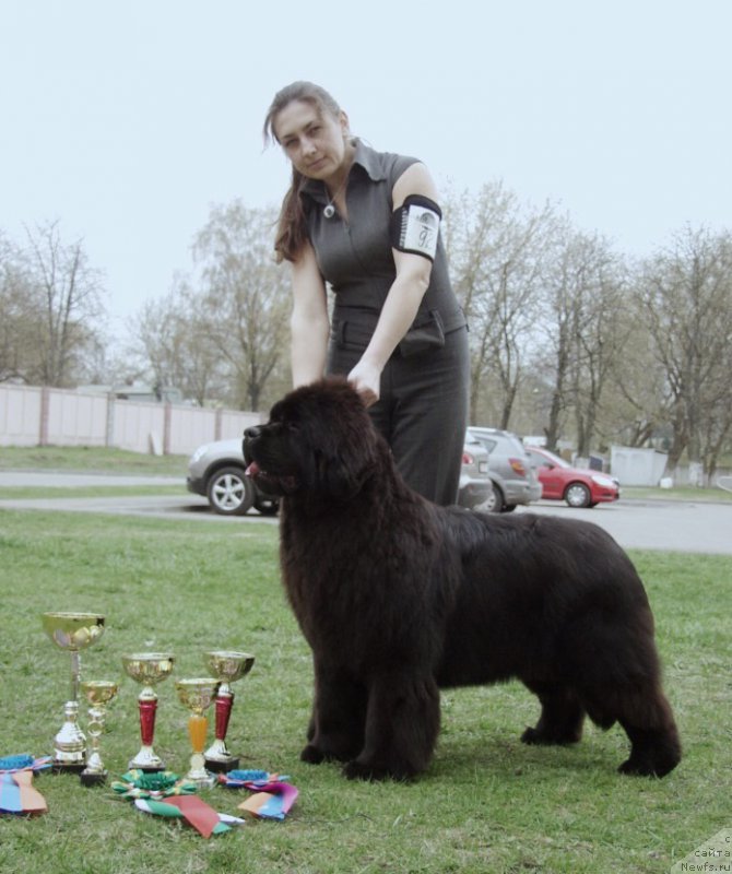 Фото: ньюфаундленд Rain Coast Isn'T It Ironic, Наталья Дубовская