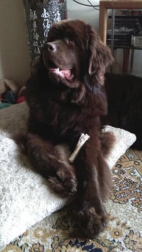 Фото: ньюфаундленд Браунблад МСК Хаиес Хаго (Brownblood MSK Hayes Hago)