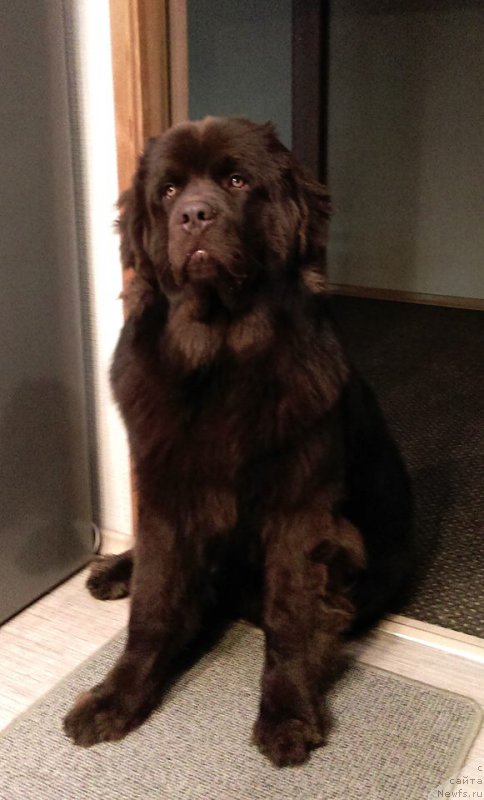 Фото: ньюфаундленд Браунблад МСК Хаиес Хаго (Brownblood MSK Hayes Hago)