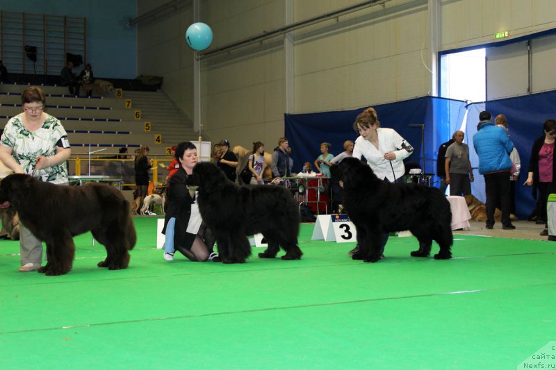 Фото: ньюфаундленд Zhdanny Syn Vialiki Miadzvedz