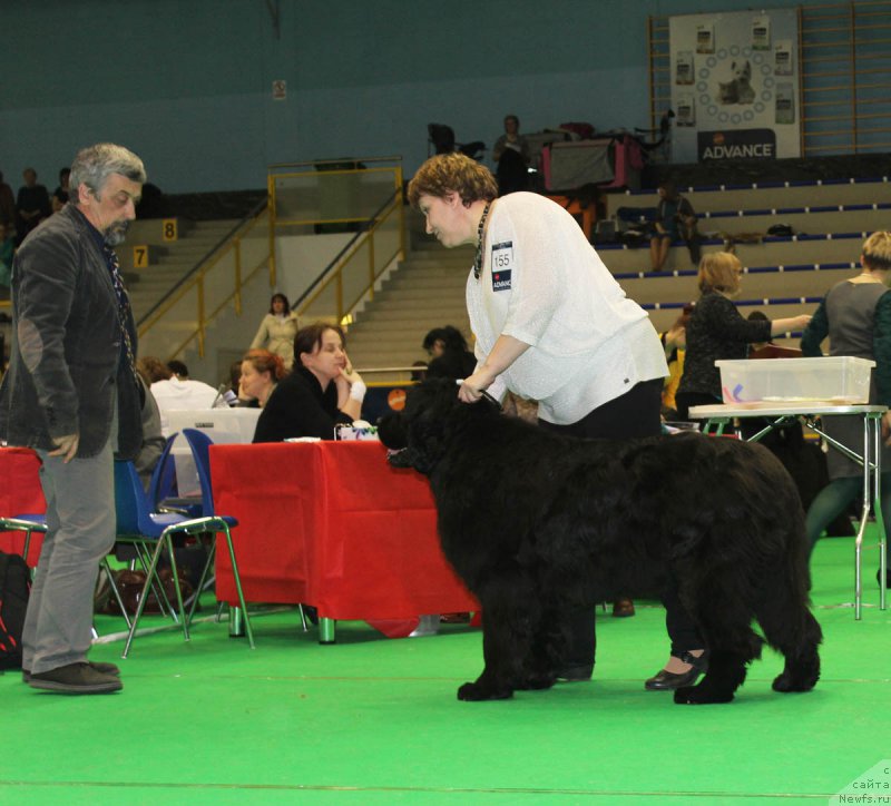 Фото: ньюфаундленд Фанньюф Жемапель Мадам Нуар (Funnewf Jemapel Madam Nuar)