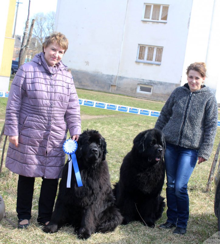 Фото: Людмила Павлова, ньюфаундленд Фанньюф Жемапель Мадам Нуар (Funnewf Jemapel Madam Nuar), ньюфаундленд Zhdanny Syn Vialiki Miadzvedz, Елена Яковлева