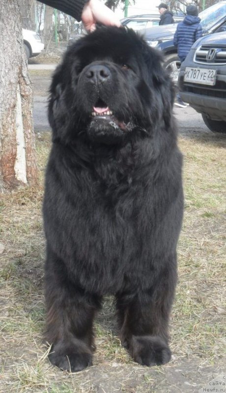 Фото: ньюфаундленд Супер Премиум Инвисибл (Super Premium Invisible)