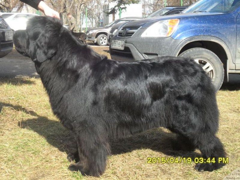 Фото: ньюфаундленд Супер Премиум Инвисибл (Super Premium Invisible)