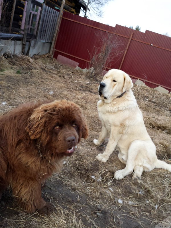 Фото: ньюфаундленд Браунблад МСК Хаким Голд Хайдар (Brownblood MSK Hakim Gold Haydar)