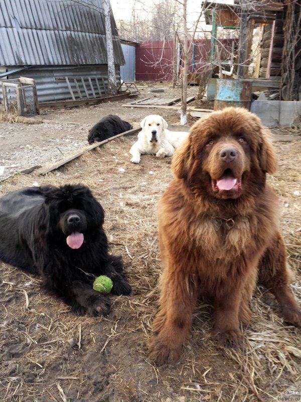 Фото: ньюфаундленд Браунблад МСК Хаким Голд Хайдар (Brownblood MSK Hakim Gold Haydar)