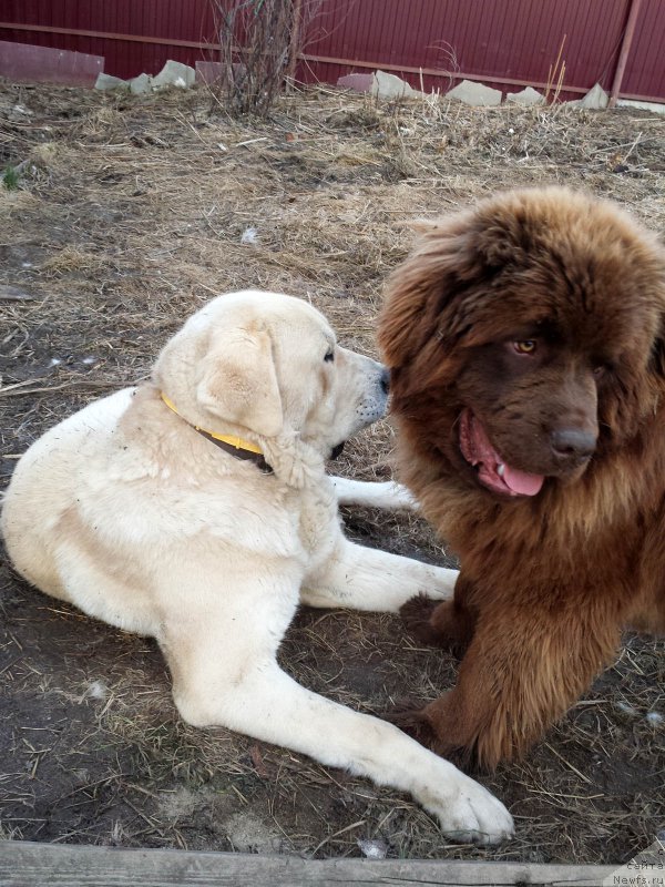 Фото: ньюфаундленд Браунблад МСК Хаким Голд Хайдар (Brownblood MSK Hakim Gold Haydar)