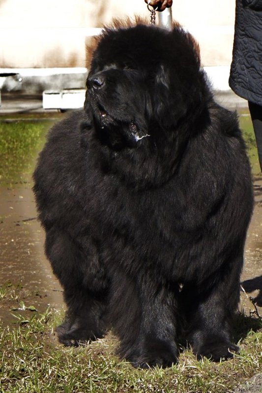 Фото: ньюфаундленд Skippers Only You for Smigar