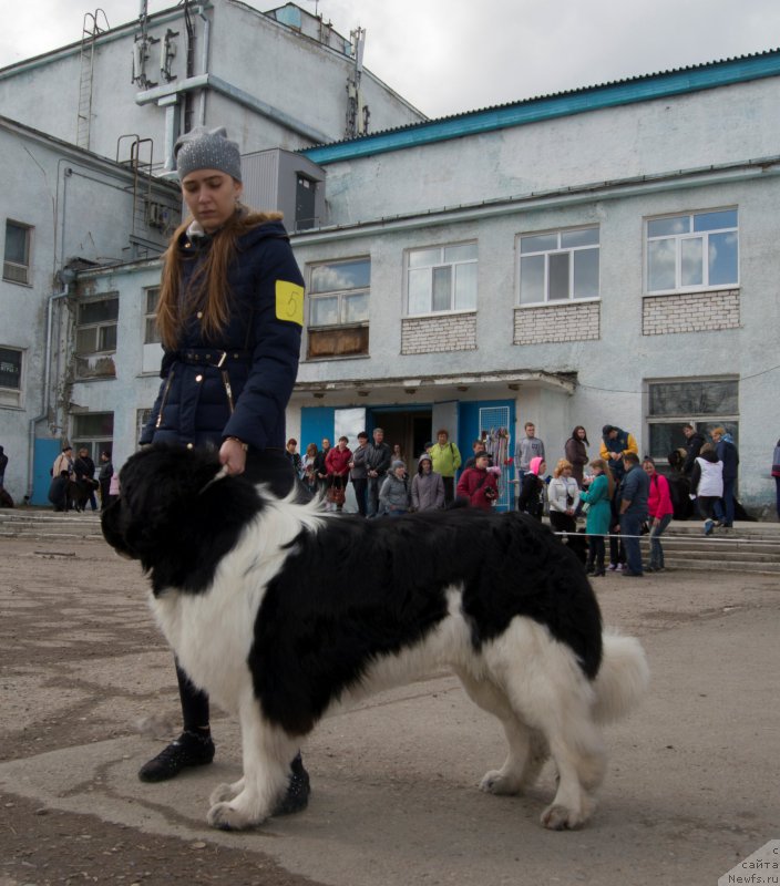 Фото: ньюфаундленд Фиаметтахауз Саргас Скорпиона