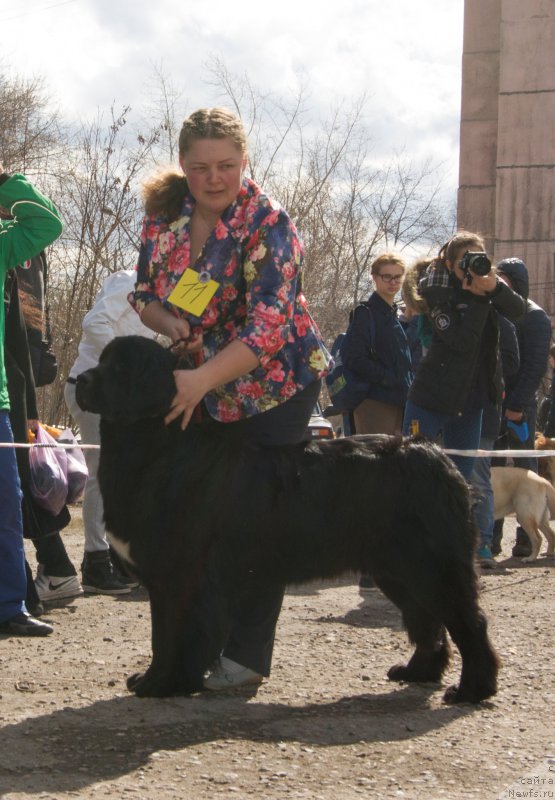 Фото: ньюфаундленд Томская Тайга из Тихого Омута