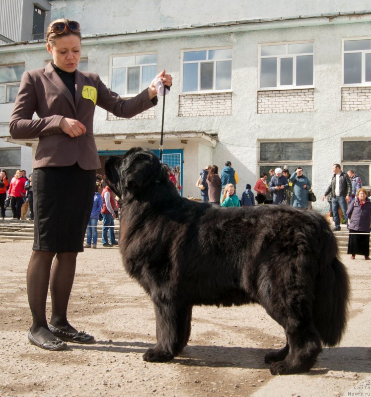 Фото: ньюфаундленд Супер Премиум Метель