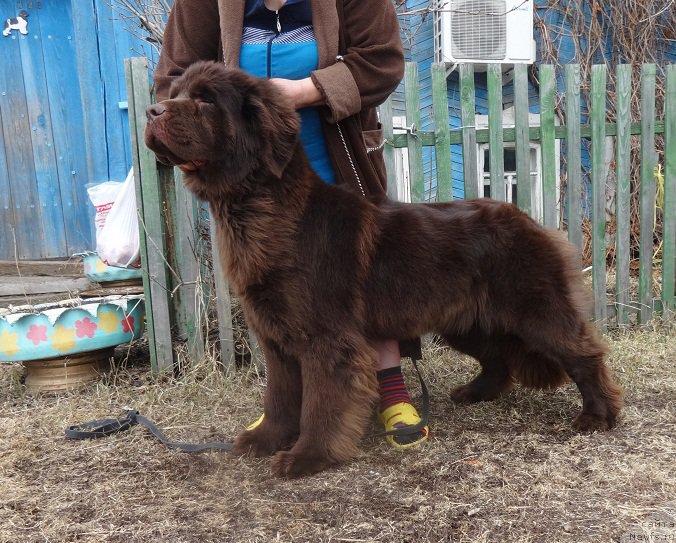 Фото: ньюфаундленд Ньюфорт Юника