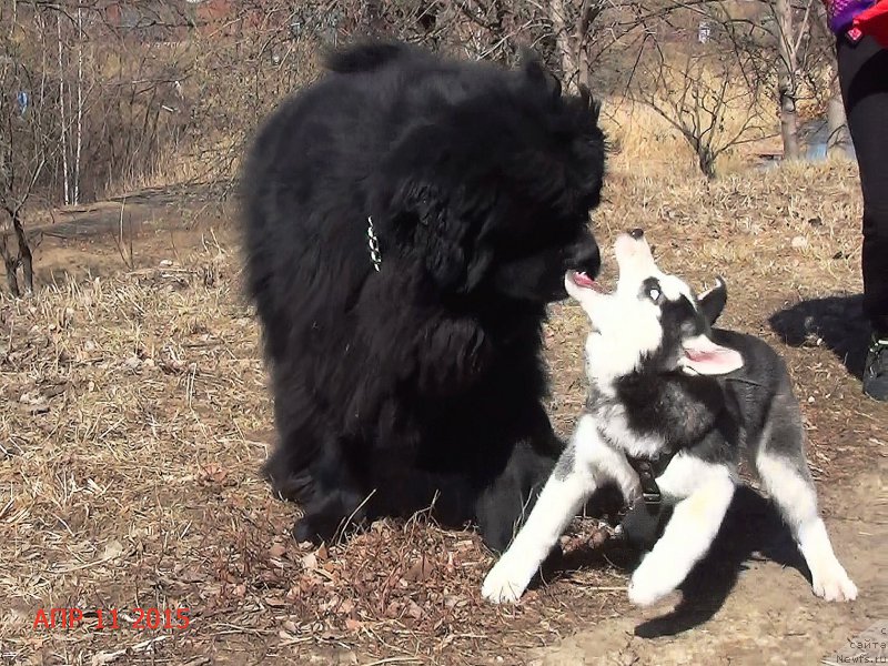 Фото: ньюфаундленд Анджело Орсо Сириус (Angelo Orso Sirius)