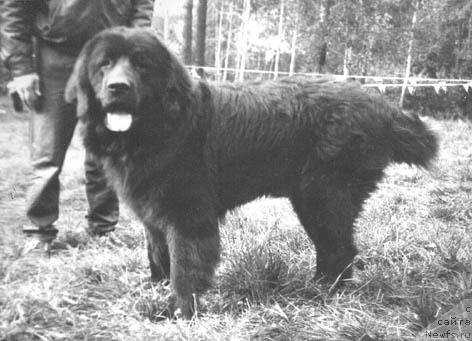 Фото: ньюфаундленд Тайцун Фауст