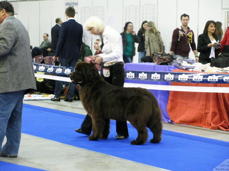 Фото: ньюфаундленд Diesel Chocolate Super Mishka