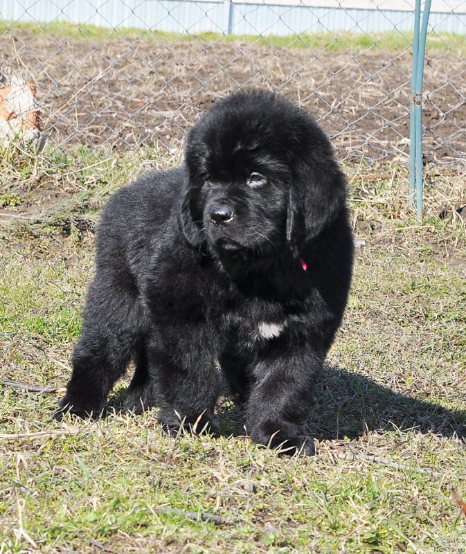 Фото: Бегущая по волнам Велвет Хеарт