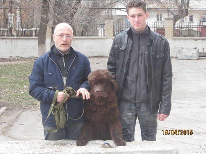 Фото: ньюфаундленд Вересковый Мёд с Берега Дона (Vereskovyj Mjod s Berega Dona)