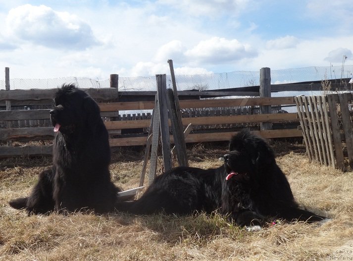 Фото: ньюфаундленд Ньюфорт Царица Ночи, ньюфаундленд Promise To Love Midnight Bear