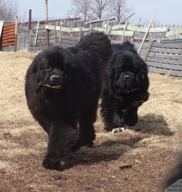 Фото: ньюфаундленд Акватория Келвин Адреналин Браун