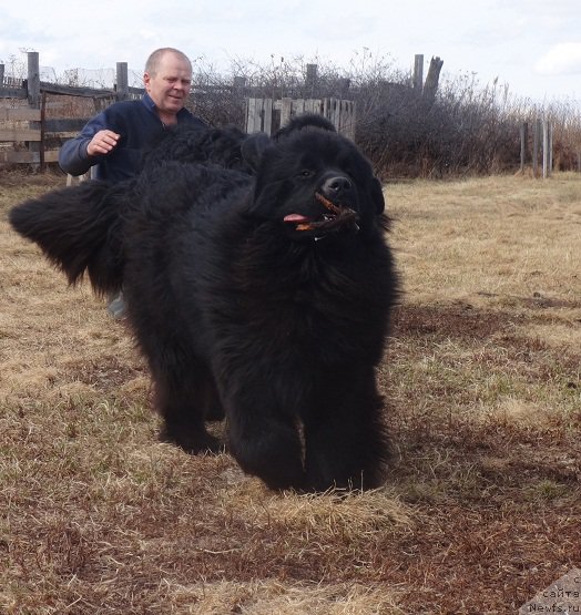 Фото: ньюфаундленд Акватория Келвин Адреналин Браун