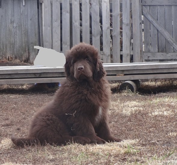 Фото: ньюфаундленд Ньюфорт Весна Любви