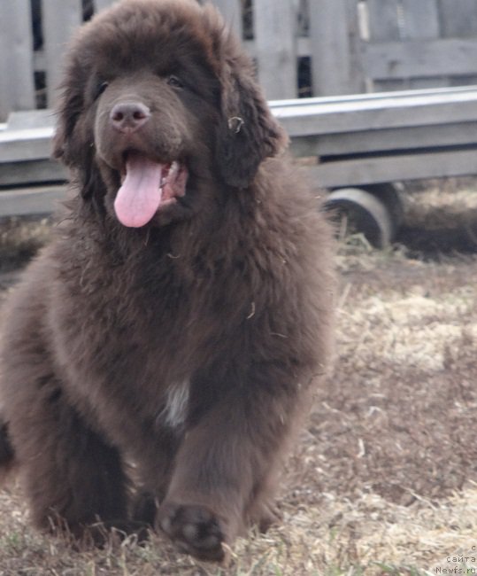 Фото: ньюфаундленд Ньюфорт Весна Любви