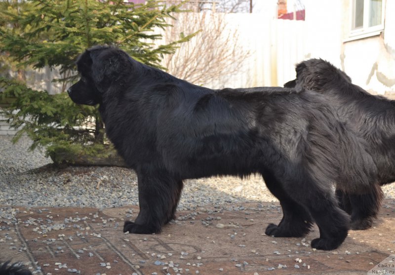 Фото: ньюфаундленд Талисман Моря Магия Волн