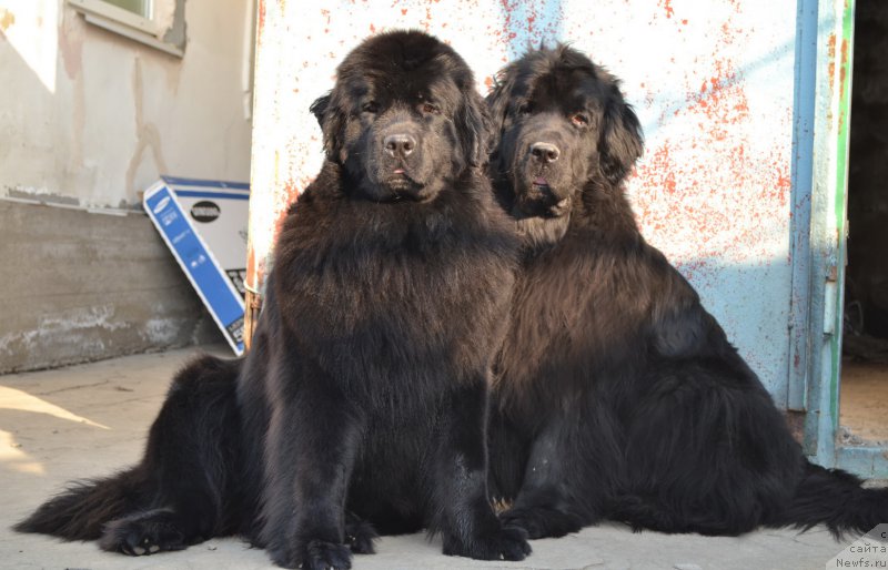 Фото: ньюфаундленд Талисман Моря Магия Волн, ньюфаундленд I'm Little Princess Midnight Bear