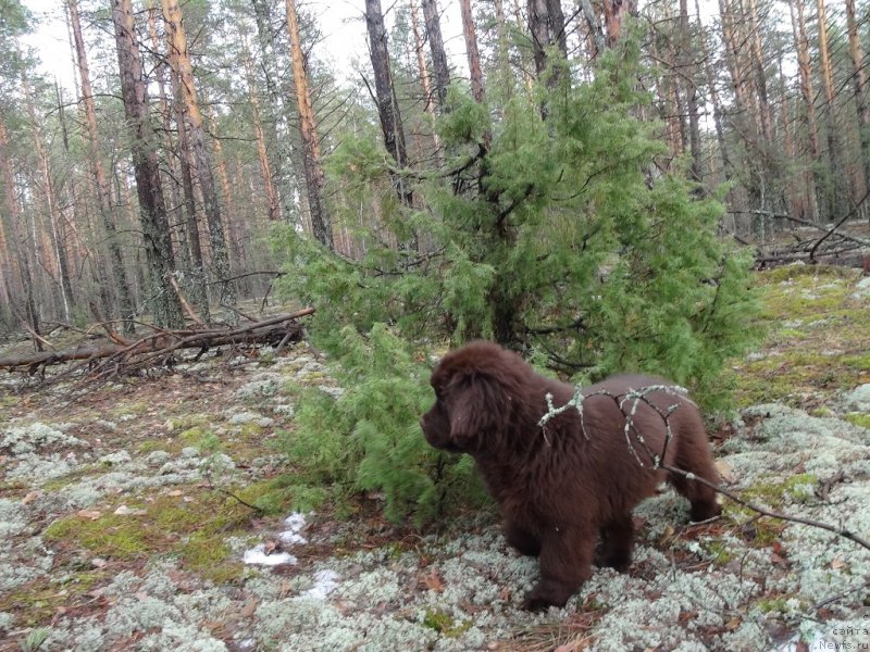 Фото: ньюфаундленд Ньюфорт Вивиан