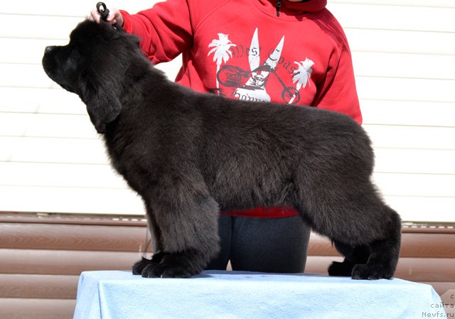 Фотография № 179783