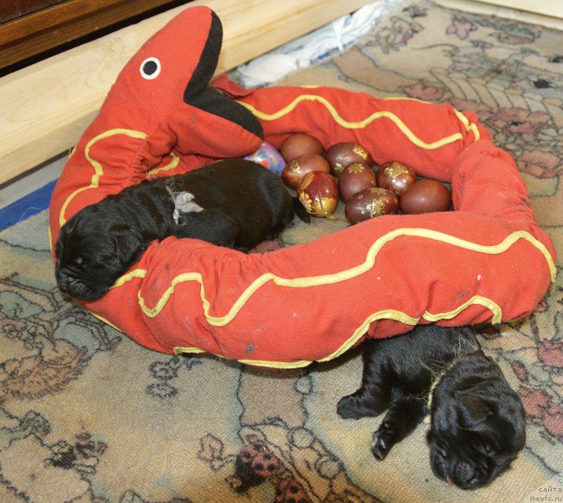 Фото: ньюфаундленд Акватория Келвин Кадриль (Aquatoriya Kelvin Kadril)