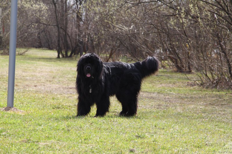Фото: ньюфаундленд Фанньюф Граф Де Ла Фер