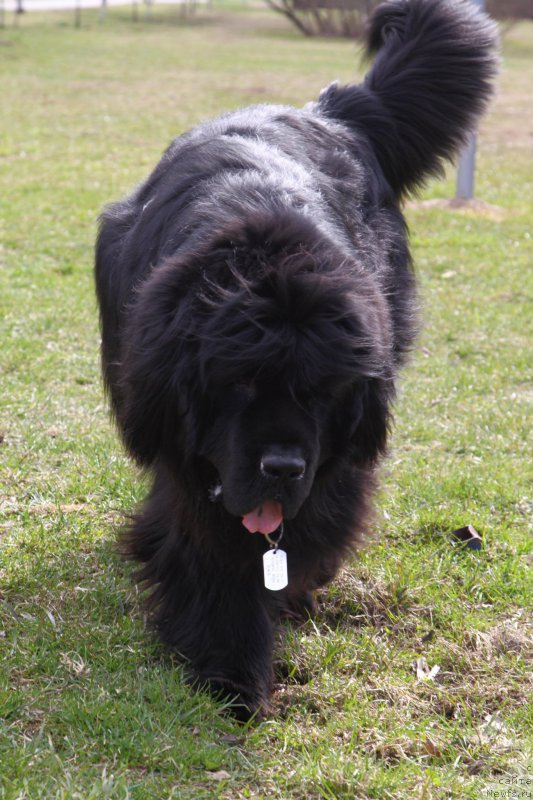 Фото: ньюфаундленд Фанньюф Граф Де Ла Фер