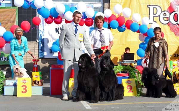 Фото: ньюфаундленд Его Высочество от Сибирского Медведя (Ego Vysochestvo ot Sibirskogo Medvedja), ньюфаундленд Чанси из Медвежьего Яра (Chansi  iz  Medvejyego Yara), Юрий Рахтиенко, судья Белкин А.С.
