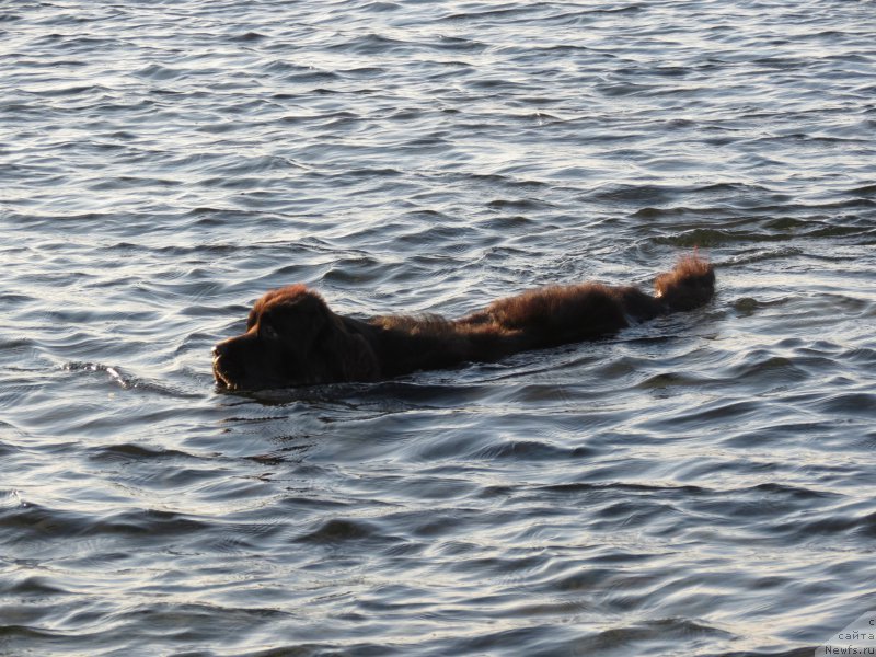 Фото: ньюфаундленд Черный Балу Джонс