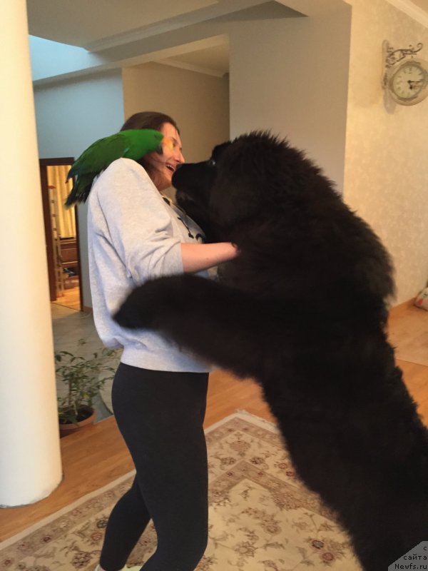 Фото: ньюфаундленд Акватория Келвин Яркий Парень