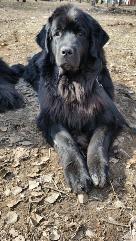 Фото: ньюфаундленд Аделина Благородная Львица