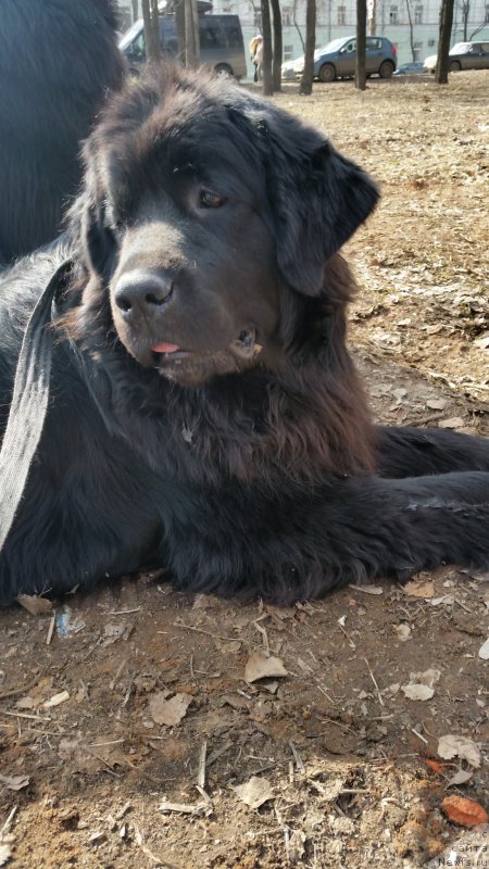 Фото: ньюфаундленд Аделина Благородная Львица