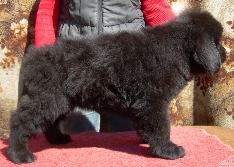 Фото: ньюфаундленд Velyke Malyatko Zharyna Virnosti