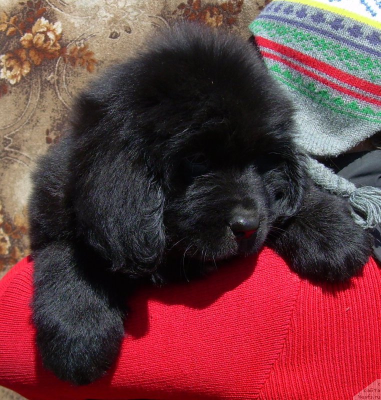 Фото: ньюфаундленд Velyke Malyatko Zharyna Virnosti